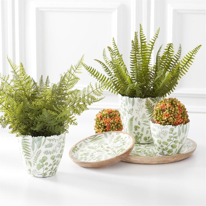 Decorative setting with potted ferns and cacti on a white surface.