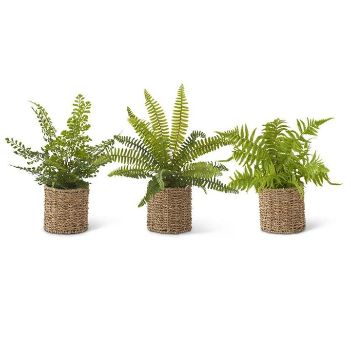 WOVEN BASKET FERN