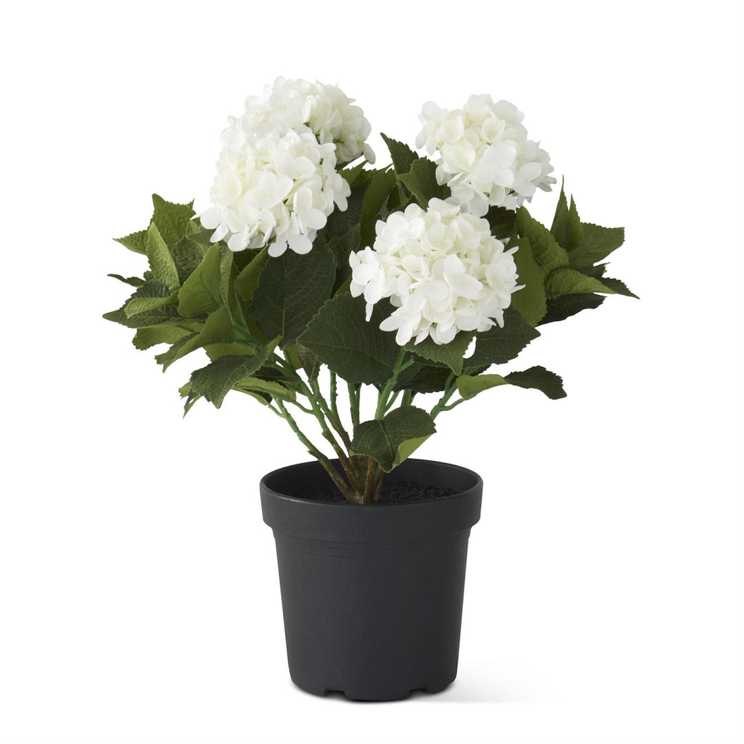 5 BLOOM WHITE POTTED HYDRANGEA WITH FAUX DIRT