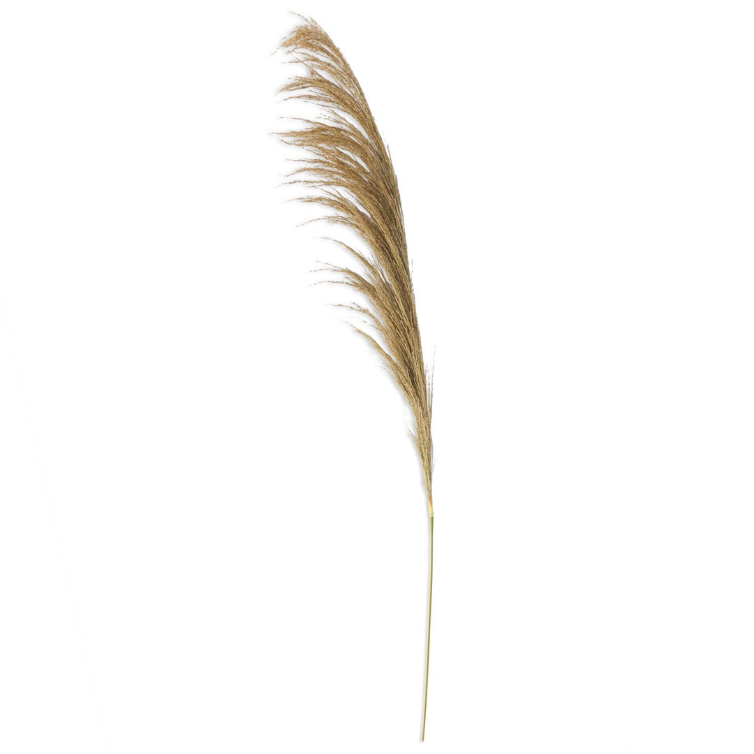 45" DRIED NATURAL PAMPAS STEMS SET