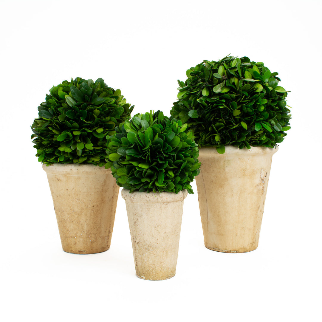 PRESERVED BOXWOOD BALL IN POT