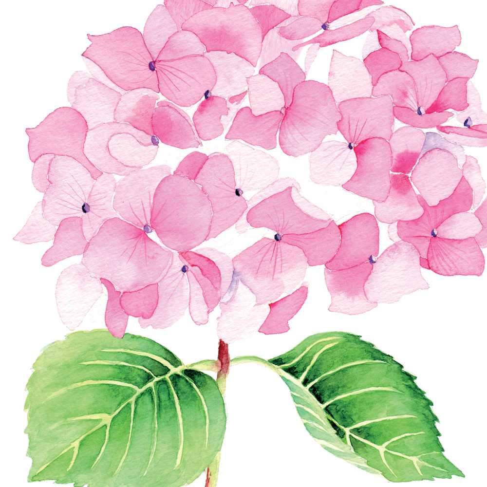 HYDRANGEA ROSE COCKTAIL NAPKIN
