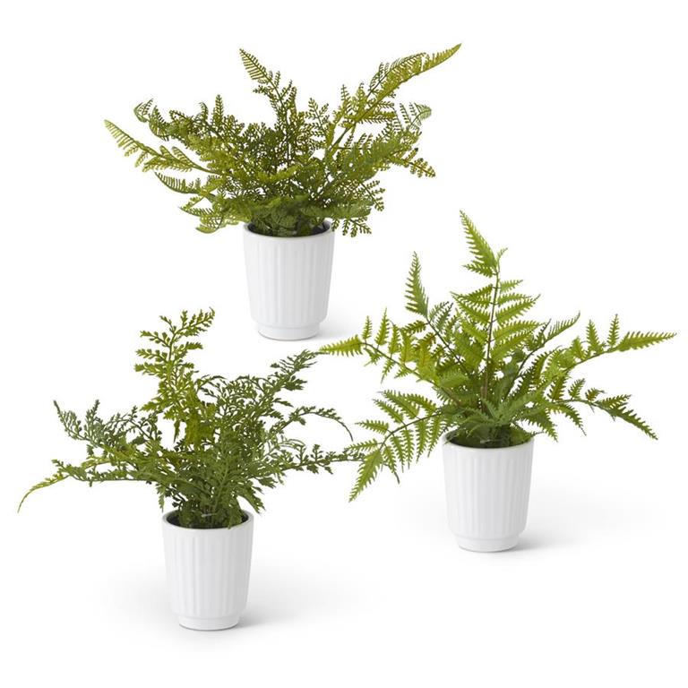 WHITE CERAMIC POTTED FERN