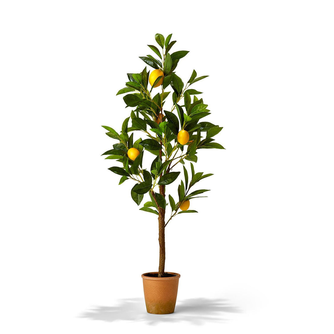 lemon tree