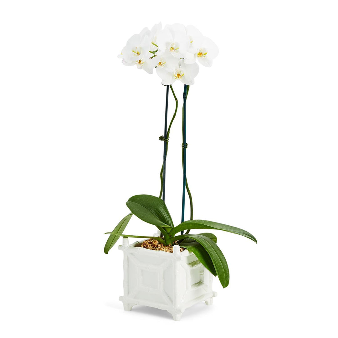 FAUX BAMBOO CACHEPOT with plant inside