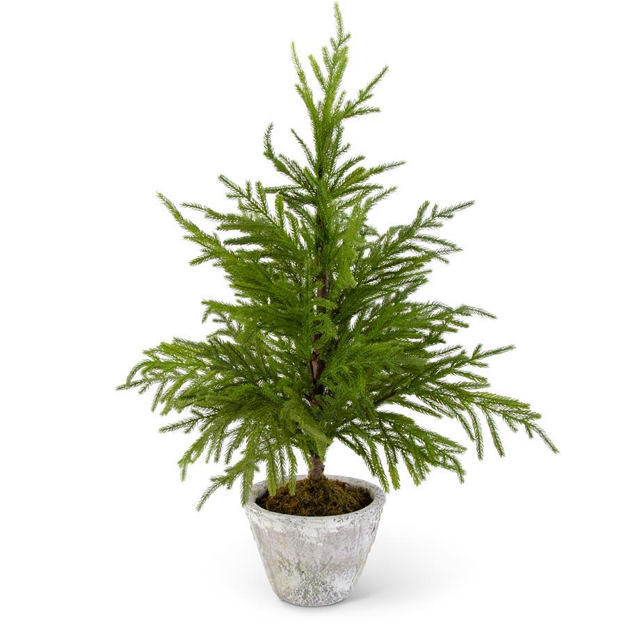 36" NORFOLK PINE TREE IN GRAY POT