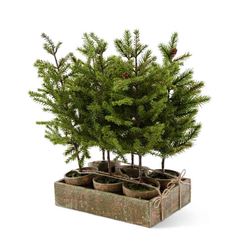 POTTED TALL PINE TREE