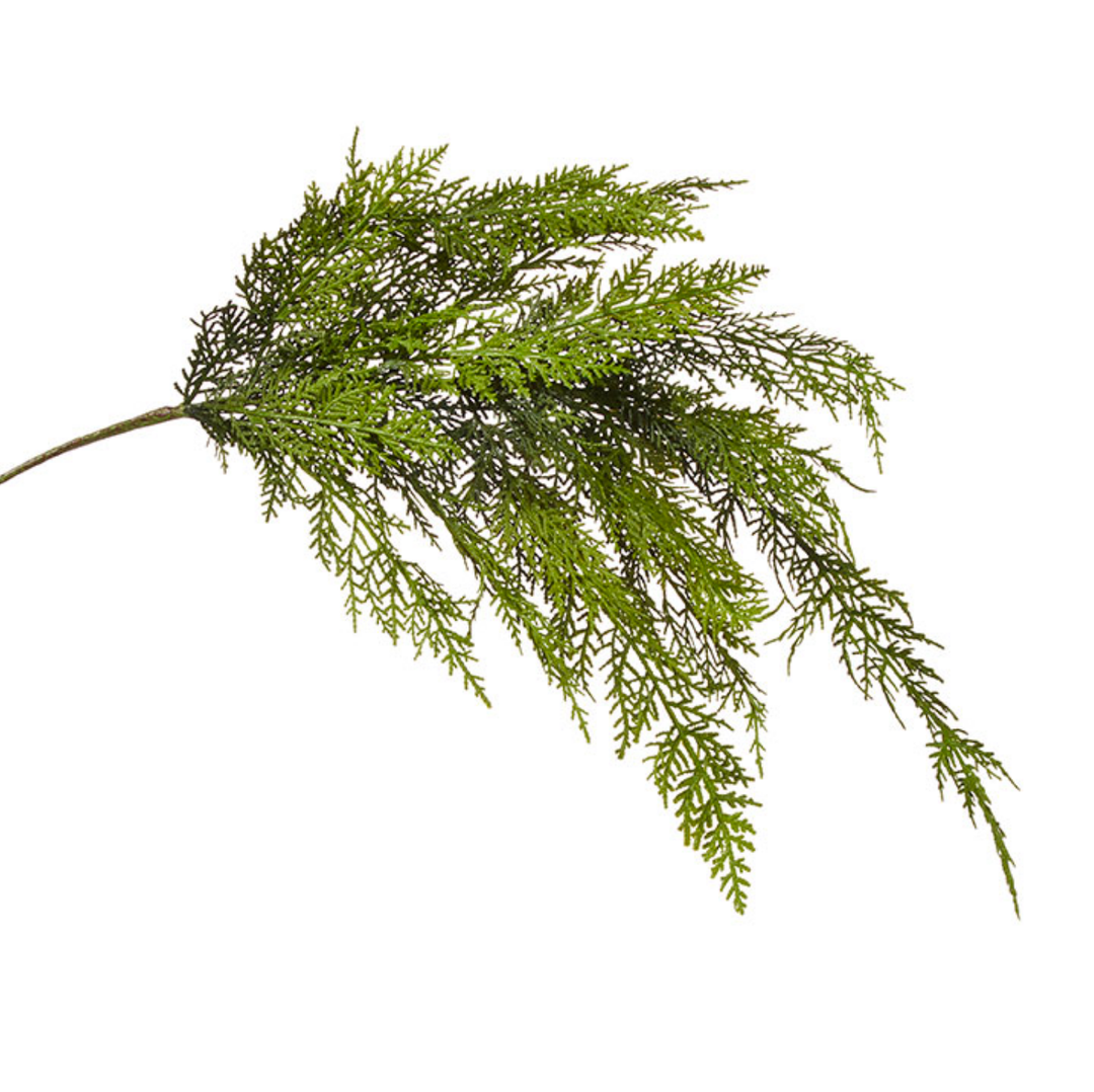 CEDAR SPRAY