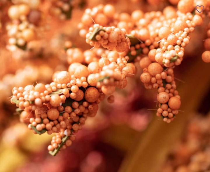 AUTUMN SEED GRASS STEM