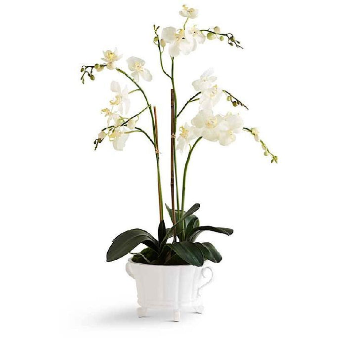 WHITE ORCHID IN 2 HANDLED WHITE DISH