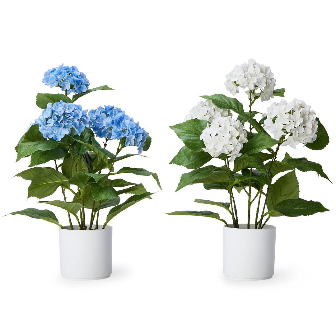Two potted plants, one with blue flowers and the other with white flowers, on a white background.