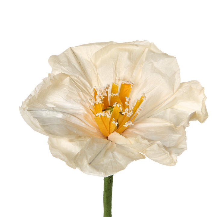 Single cream-colored poppy flower on a white background