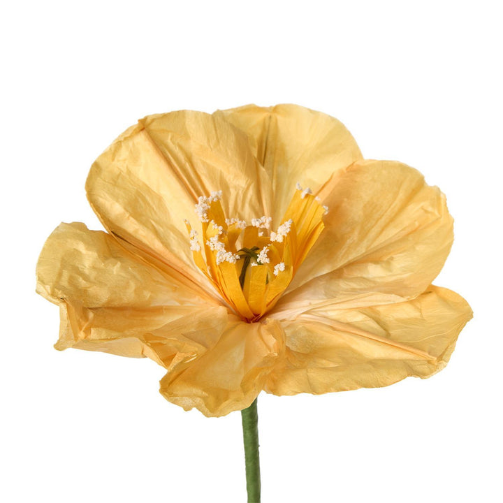 Peach flower on a white background