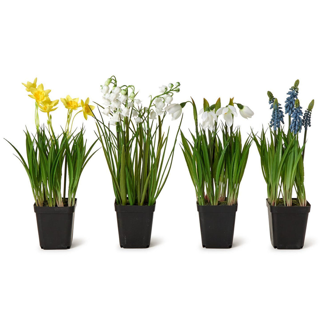 Four potted plants with different colored flowers on a white background