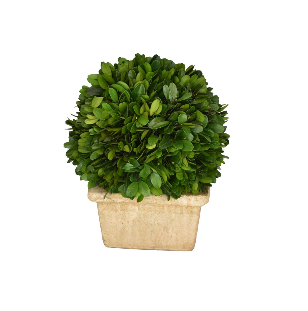 PRESERVED BOXWOOD BALL IN SQUARE POT