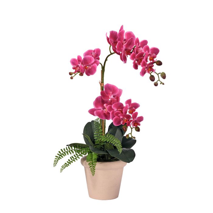 HOT PINK ORCHID WITH FERN IN POT, 23"