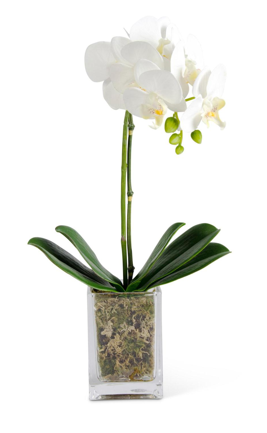 WHITE ORCHID IN SQUARE GLASS CONTAINER