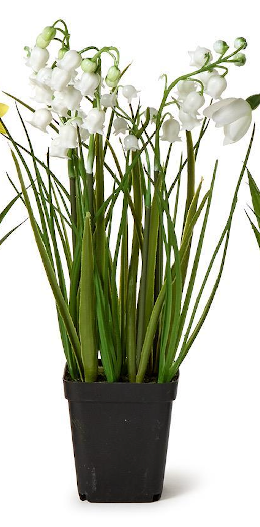 Potted plant with white flowers and green leaves on a white background