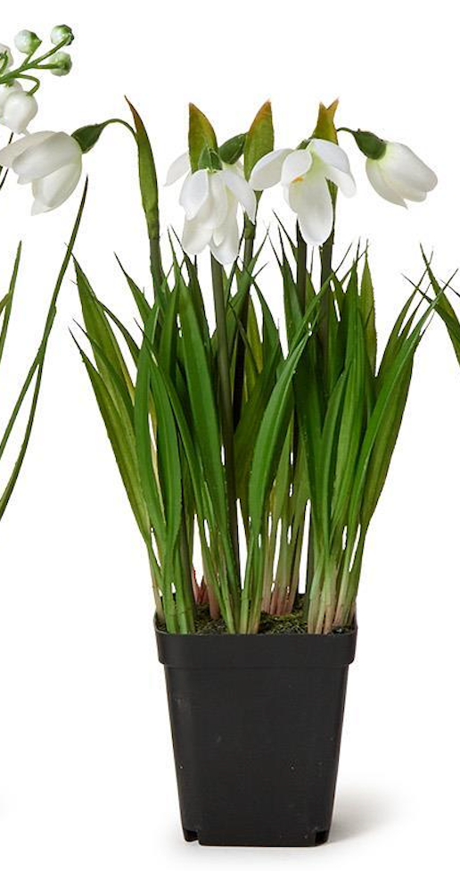 Potted plant with white flowers and green leaves on a white background