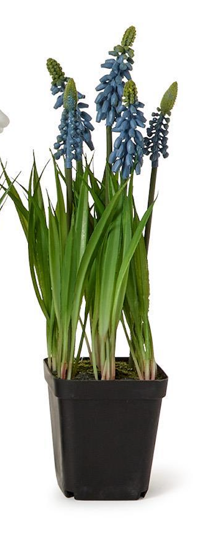 Potted plant with blue flowers and green leaves on a white background