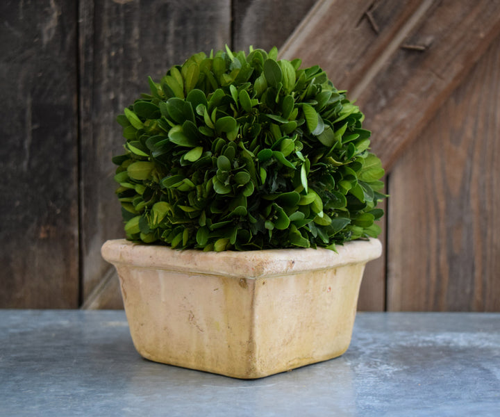 PRESERVED BOXWOOD BALL IN SQUARE POT