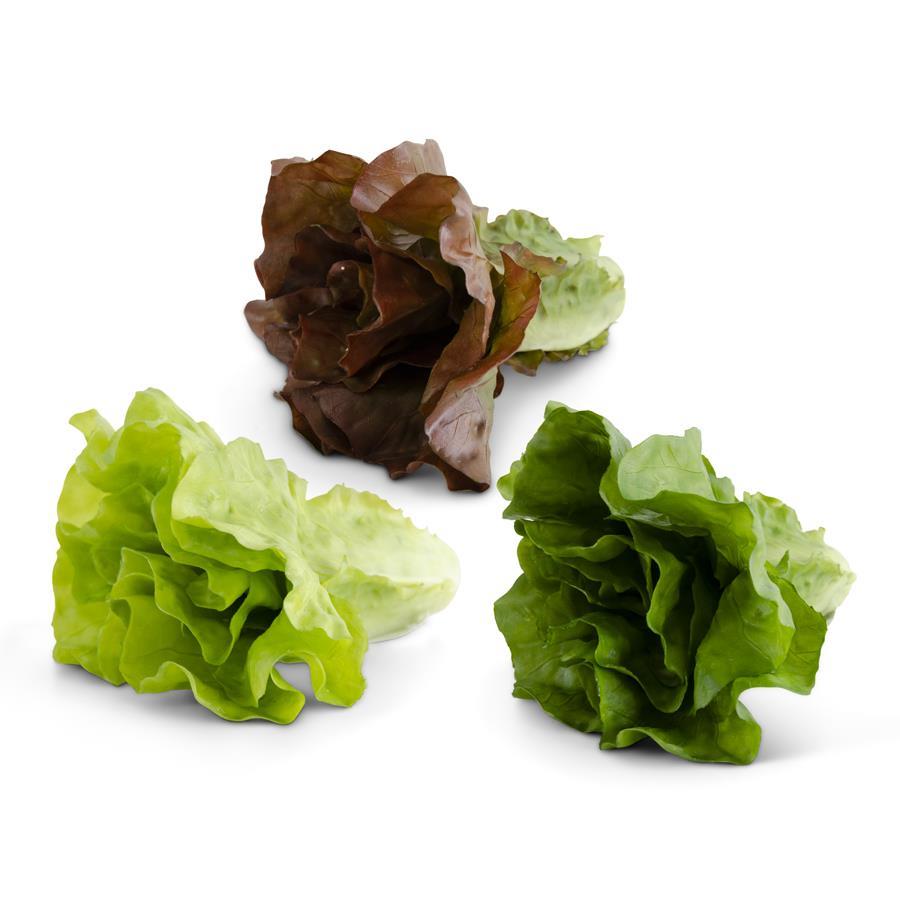 REAL TOUCH ROMAINE LETTUCE