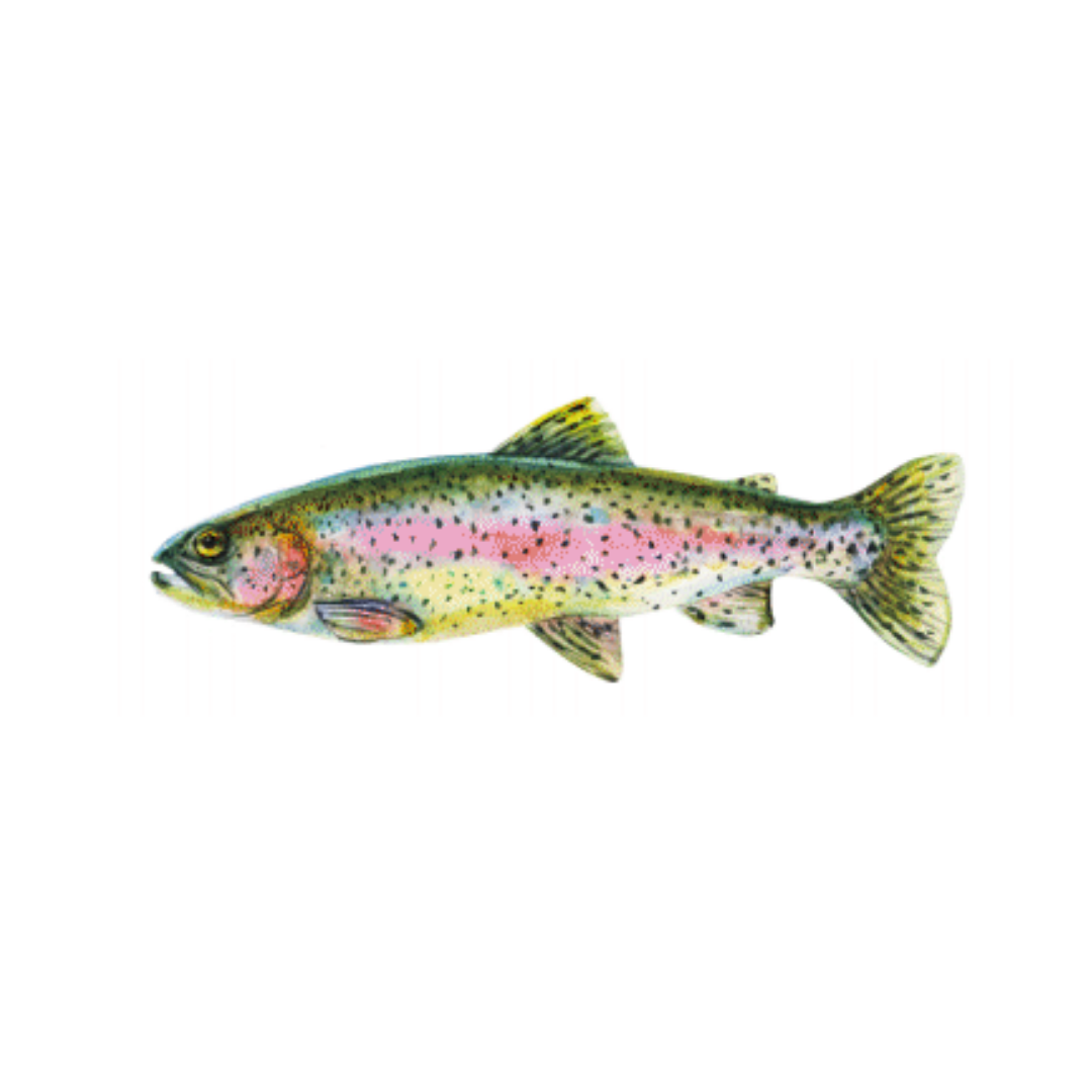 TROUT FLAT NOTECARDS