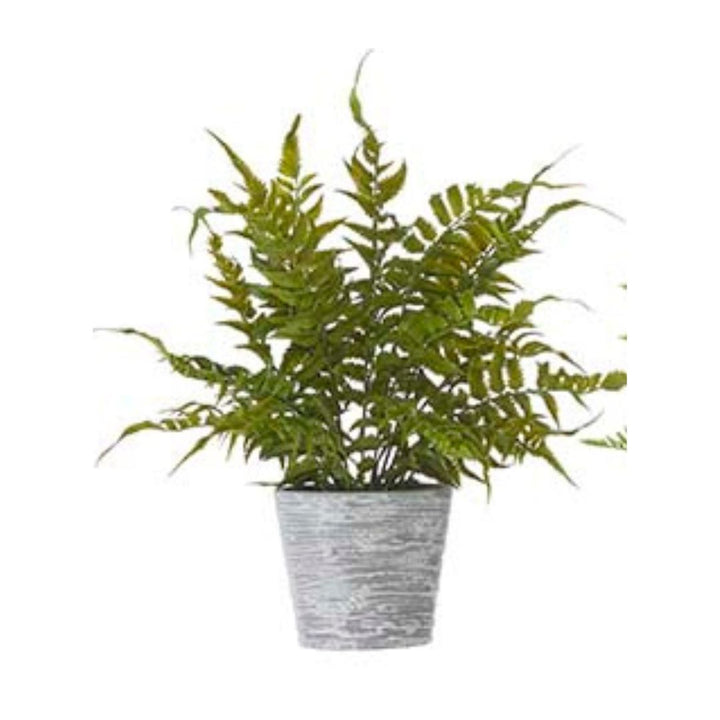 POTTED FERN