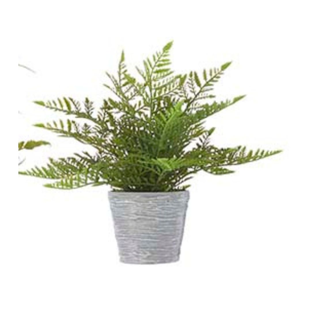 POTTED FERN