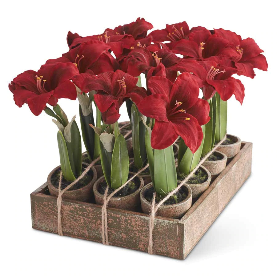 POTTED RED AMARYLLIS